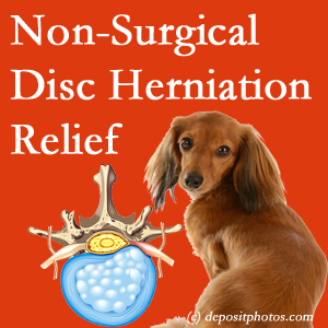 Often, the Concord, NC disc herniation treatment at Pure Chiropractic effectively relieves back pain for those with disc herniation. (Veterinarians treat dachshunds’ discs conservatively, too!)