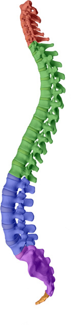 Pure Chiropractic aims to help maintain or attain a healthy spine with healthy discs with Concord, NC chiropractic care.